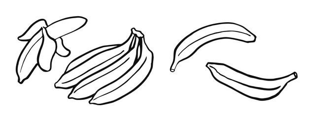 sat of bananas line art, hand draw sketch, black and white illustration of tropical fruit