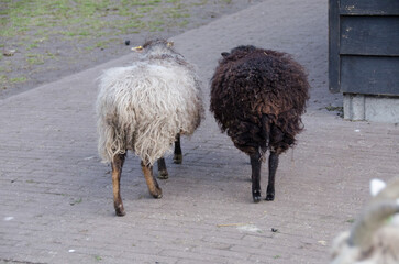 Pecore Olandesi - 525360908