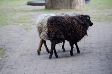 Pecore Olandesi - 525360914