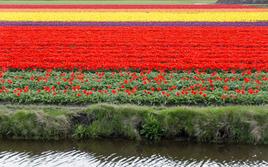 Prato a Keukenhof,