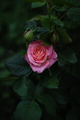pink rose on a black