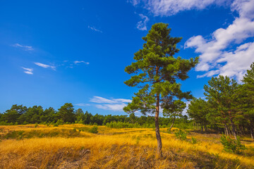 Fototapeta premium The desertic landscape of the Curonian Spit, Lithuania