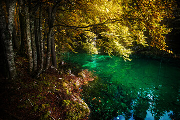 Autumn comes in the forests of the Italian Alps
