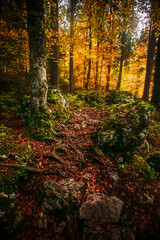 Autumn comes in the forests of the Italian Alps
