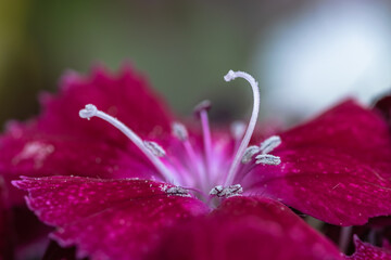 Red Sweet William macro 