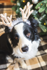 Funny portrait of cute puppy dog border collie wearing Christmas costume deer horns hat near christmas tree at home indoors background. Preparation for holiday. Happy Merry Christmas concept