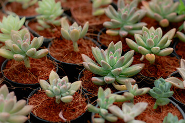 Close up of Stonecrop plants propagated in small black pots at a flower shop