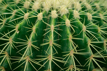 Close up and the texture of Echinopsis calochlora or Lemon Barrel Cactus