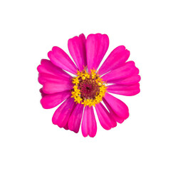 zinnia flowers on a white background