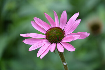 Up Close Flowering Coneflower Blooming in the Summer