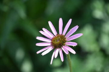 Pretty Coneflower Blooming and Flowering on a Summer Day