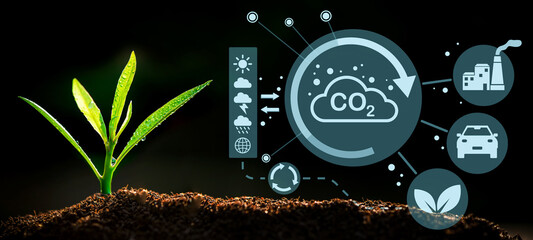 The Sapling are growing from the soil with sunlight and carbon dioxide absorb cycle	