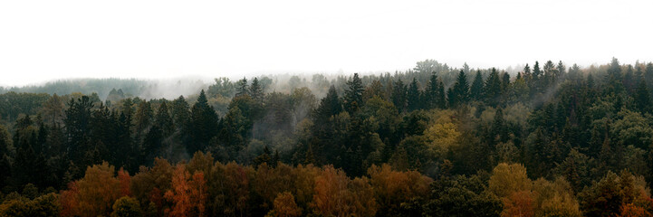 silhouette of forest against white sky - foggy dark forest