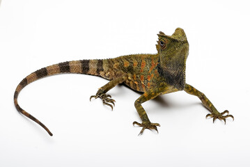 Forest Dragon (Gonocephalus liogaster ) in white background 