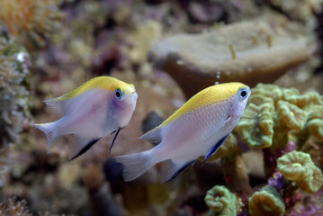 Fototapeta na wymiar Small fishes swimming near coral 