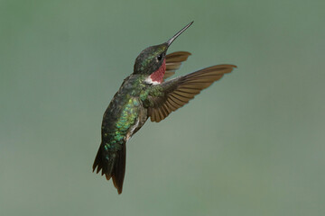 Male Hummingbird in flight © Janet