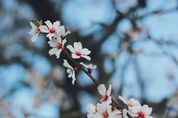 Cherry blossom in a tree in spring