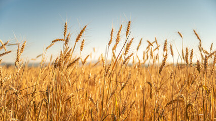 Fototapeta premium Golden ears of ripe wheat