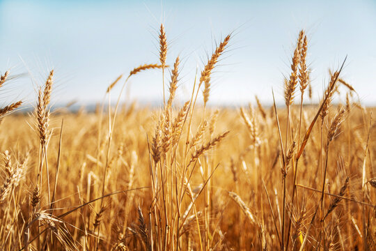 Golden ears of ripe wheat