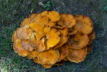 Orange Peel Fungus Growing In The Park
