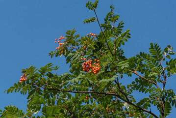 Orange Rowan Tree Berries In Late August