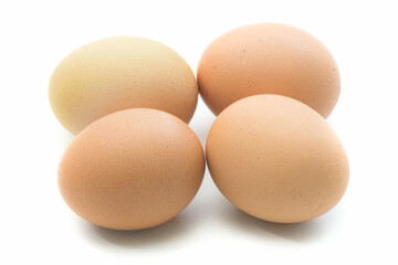 赤卵　白バック