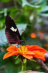 Butterfly at Medellin Botanical Garden in Colombia