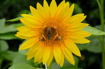 Fototapeta premium Red Admiral Butterfly on a Sunflower