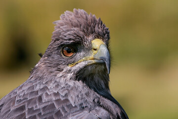 Arendbuizerd