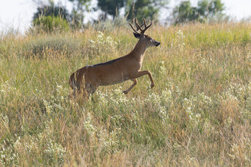 Obraz premium Running Buck