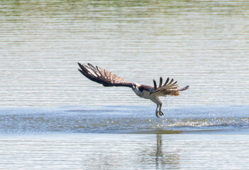 Osprey in Flight