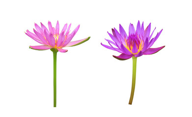Isolated pink lotus or waterlily flower with clipping paths.