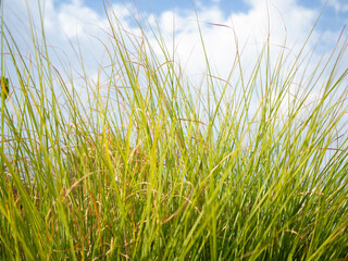 high uncut lawn. landscape maintenance. Close up fresh grass on blue sky background