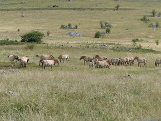 Cheval de Przewalski