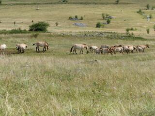 Cheval de Przewalski
