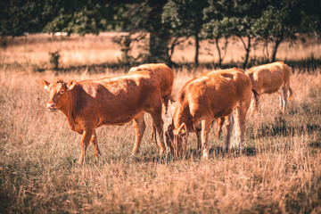 Kuh / Limousin-Rind auf sommerliche trockener Weide in einer Herde