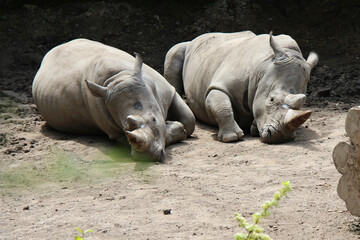Fototapeta premium white rhinoceros in a zoo in lille (france)