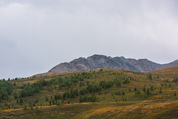 Scenic autumn landscape with forest on hillside and rocky mountain range under gray cloudy sky. Dramatic scenery with coniferous trees on mountainside in overcast weather. Atmospheric autumn mountains