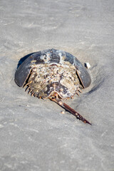 atlantic Horseshoe crab on the beach