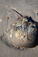 atlantic Horseshoe crab on the beach