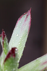 la joubarbe commune en gros plan (plan rapproché) avec des gouttes d'eau sur des feuilles vertes et roses
