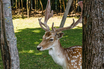 Close-up of a deer in a field. Wild animal in the summer nature