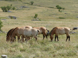 Cheval de Przewalski