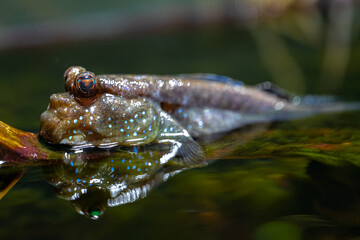Atlantic Mudskipper (Periophthalmus barbarus) in Shallow Water