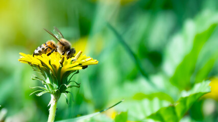 close-up of a bee perched on a yellow flower, macro shot of a bee, bee collecting pollen, green background  