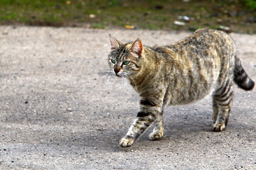 The domestic cat is a mammal of the cat family of the carnivora order.