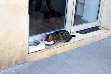 The domestic cat is a mammal of the cat family of the carnivora order.