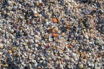 Small shells found on the beach of Sao Pedro da Aldeia, Cabo Frio, Brazil.