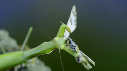 Closeup of Green praying mantis sits on tree branch and eats captured butterfly. European mantis (Mantis religiosa) and Eastern Bath white butterfly (Pontia edusa)