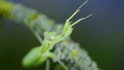 Closeup portrait of Green praying mantis sits on tree branch and looks at on camera lens. European mantis (Mantis religiosa)